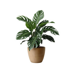Obraz premium plant in a pot