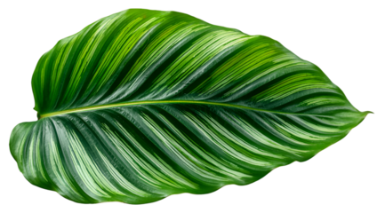 Green leaf shows vivid stripes against transparent backdrop for creative projects.