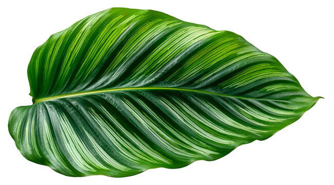 Green leaf shows vivid stripes against transparent backdrop for creative projects. - Powered by Adobe