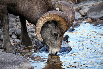Bighorn Ram Drinking water