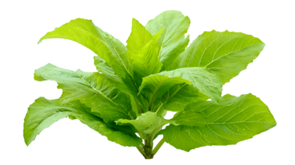 Green leafy lettuce plant on transperent background. Ideal for food-related product photography, menu design, posters, and digital advertisements.