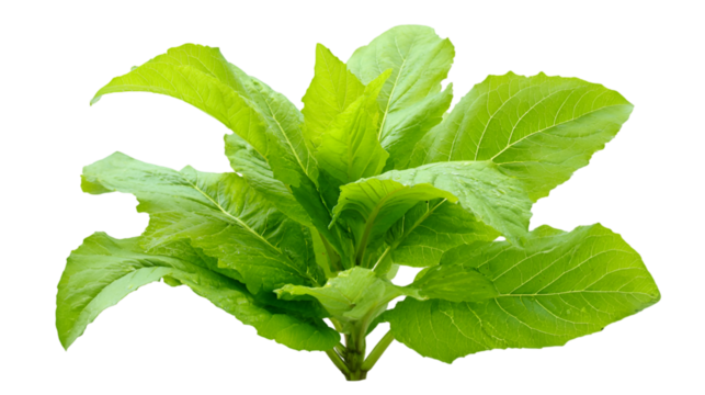 Green leafy lettuce plant on transperent background. Ideal for food-related product photography, menu design, posters, and digital advertisements.