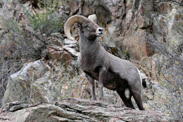Ram Posing Rocky Terrain