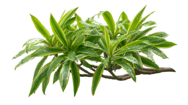 Green leaves present vibrant texture with transparent background for botanical design. - Powered by Adobe