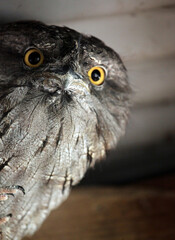 Closeup of a Tawny Frogmouth, New South Wales Australia
