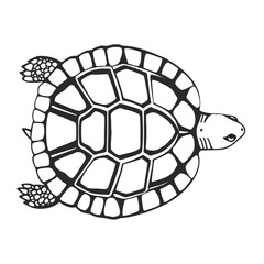 one line turtle shell minimalist top view