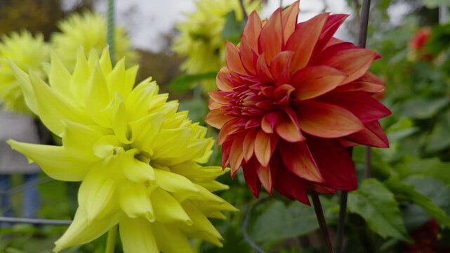 Dahlia Flowers In Fall Garden Halifax Nova Scotia Canada Park View. Stunning Autumn Landscape Featuring A Flower Bed Of Dahlias Blooming In Warm Colors Under Golden Sunlight.