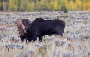 Pair of Bull Moose Fighting in the Rut in Grand Teton National Park Wyoming in Autumn