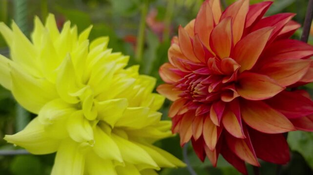 Autumn Park Garden With Blooming Dahlia Flowers Halifax Canada. Vibrant Scene Showing A Garden Full Of Red, Pink, And Yellow Dahlias In A Halifax Park On A Sunny Autumn Day.