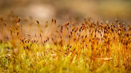Forest mosses in autumn.