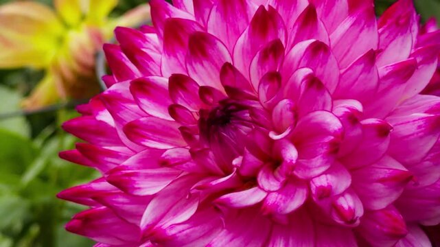Dahlia Flower Bed In Autumn Garden Halifax Nova Scotia Canada. Beautiful Close-Up View Of Bright Dahlia Blooms In A Colorful Flower Bed In A Halifax City Park During The Fall Season.