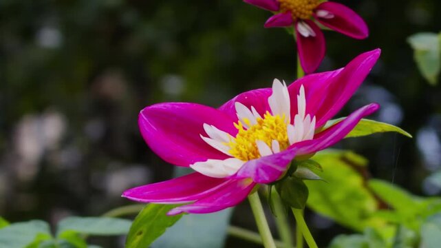 Cinematic Autumn Garden With Dahlia Flower Bed Halifax Nova Scotia. A Peaceful Park Scene With Bright Dahlia Blossoms Highlighting The Beauty Of Canadian Fall.