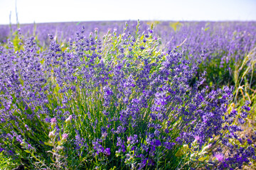 Fototapeta premium Spring lavender flowers under sunlight. Lilac flowers close up. Beautiful landscape of nature with a panoramic view. Hi spring. long banner
