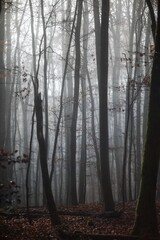 morning in the forest