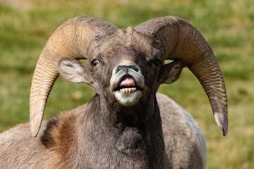 Bighorn Sheep Ram Rut