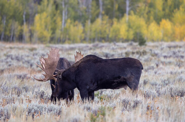Pair of Bull Moose Fighting in the Rut in Grand Teton National Park Wyoming in Autumn