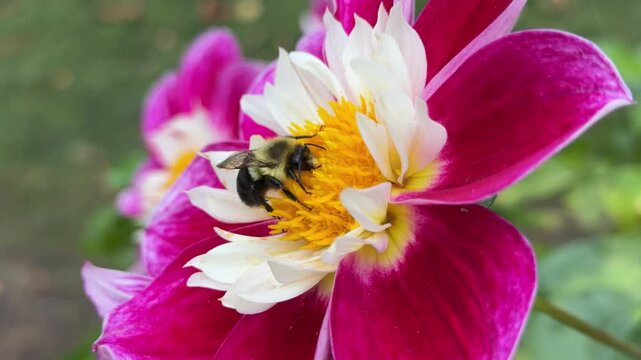 Bumblebee Collecting Nectar From Dahlia Flower In Bloom. Close-Up Macro View Of A Bumblebee Landing On A Vibrant Dahlia Blossom, Gathering Nectar Under Warm Sunlight In A Summer Garden.