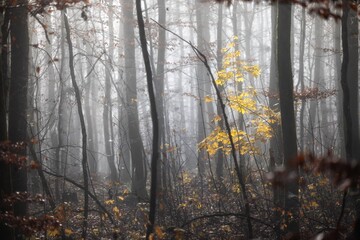 morning in the forest