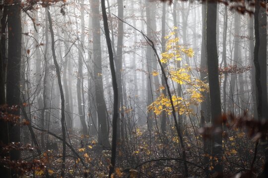 morning in the forest