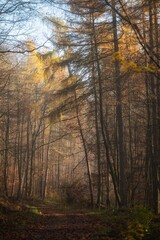 Fototapeta premium autumn in the forest