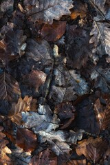 autumn leaves background