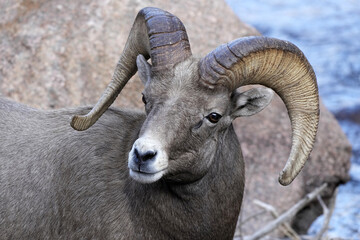 Close-up Ram Bighorn Sheep