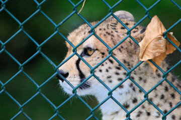 Cheetah behind green crossed boundry wires in autumn season