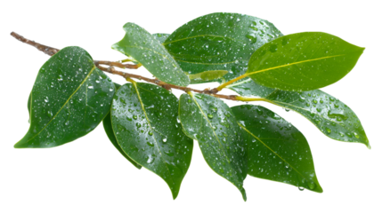 Lush Green leaves with droplets pop on a transperent background for botany presentation slides, branding, or posters.