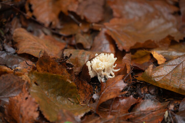 Closeup of Coral tooth fungus growing in a forest in Norway.