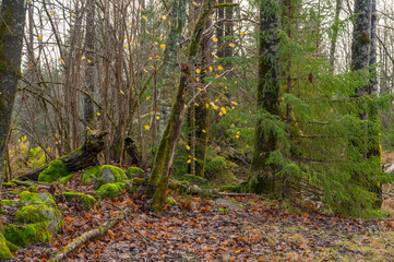 Rain drops hang on the bare branches of deciduous trees in a Norwegian forest.