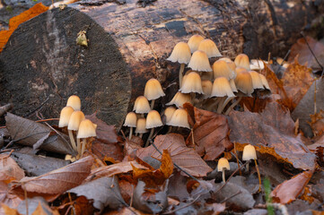 Closeup of a cluster of small mushrooms with bell shaped caps.