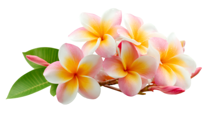 Pink Plumeria blossoms with droplets on transparent background for posters, banners, or branding.