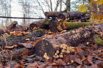 A variety of mushrooms, including the Mica cap, or Inky cap, grow on rotting wood.