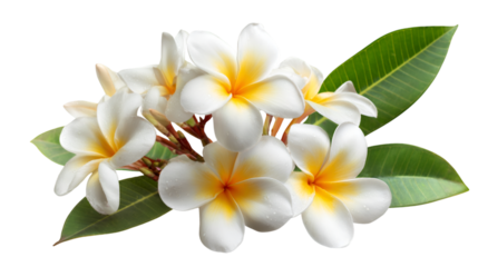 White, yellow plumeria flowers on transparent. Perfect for botanical posters, branding, and digital design.