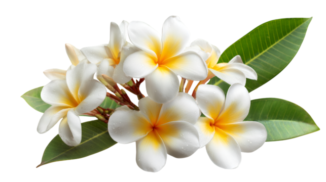 White, yellow plumeria flowers on transparent. Perfect for botanical posters, branding, and digital design.