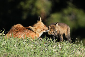 Red Fox mom and kit
