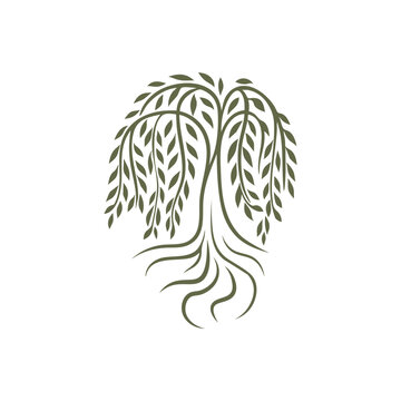 Minimalist willow tree with roots