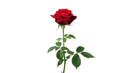 Fototapeta premium Single red rose bloom with green stem and leaves