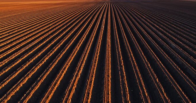 Drone flying backwards over plowed field furrows at sunset