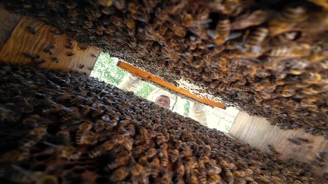 View from inside a beehive of a honey frame being taken out by a beekeeper. High concentration of bees covering the hive walls and frame during the beekeeper's inspection process