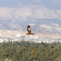 Western Marsh Harrier Flying Low Over Grassland in Akrotiri, Limassol