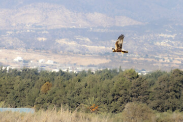 Western Marsh Harrier Flying Low Over Grassland in Akrotiri, Limassol