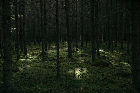 Fototapeta light in the forest moss on ground