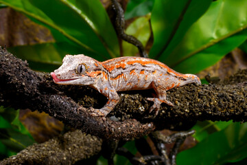 New Caledonia Gargoyle gecko //  Neukaledonischer Höckerkopfgecko (Rhacodactylus auriculatus) 
