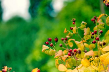 Bright red berries on a bush surrounded by green foliage during a sunny day in a garden