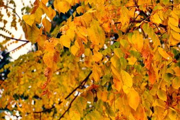 Bright yellow leaves on branches during autumn season in a serene outdoor setting