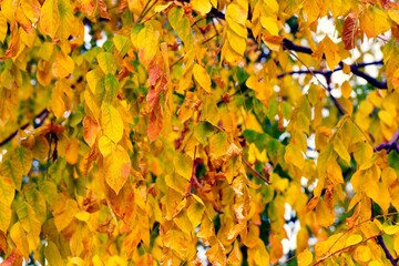 Vibrant yellow leaves display the beauty of autumn in a serene park setting surrounded by nature's colors