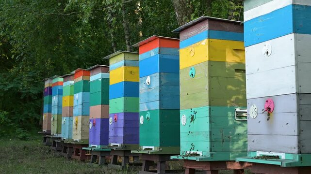 Rows of brightly colored wooden beehives and active bee movement in the apiary. Colorful beehives stand in a row in a green area, with visible bee movement, labor, the productivity of honey gathering