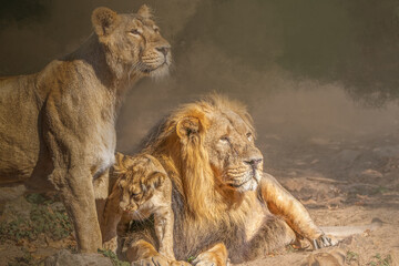 Lion family relaxing together in warm light with male, female, and cub