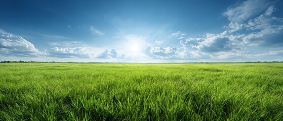 Green grass field under blue sky with bright sunlight